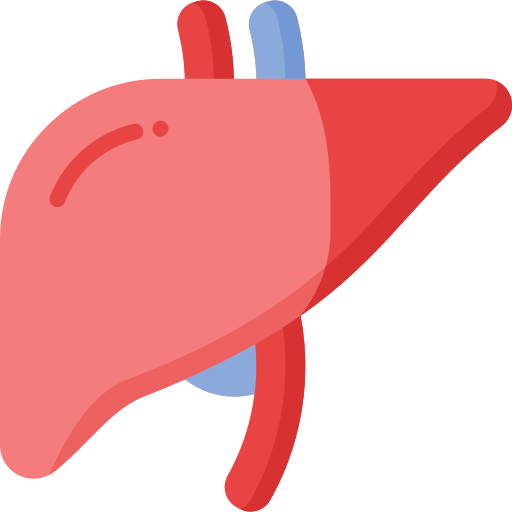 liver