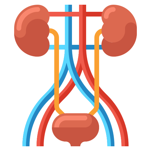 urinary tract